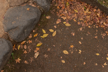 モミジの落ち葉 / Fallen leaves on the mountain road, Japan