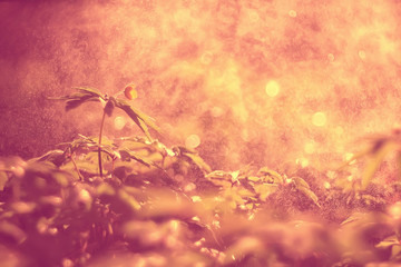 yellow grass leaves top view wild field Indian summer / landscape autumn view on nature