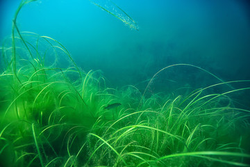 underwater green landscape / nature underwater eco ecology lake, wild diving