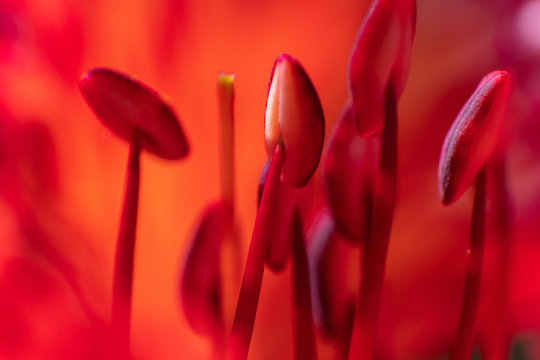 red flower filaments closeup