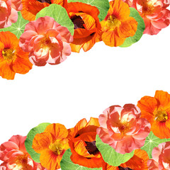Beautiful floral background of poppies, roses and nasturtium. Isolated