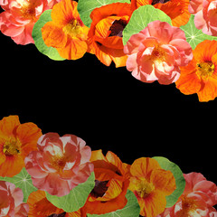 Beautiful floral background of poppies, roses and nasturtium. Isolated