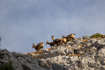 A herd of chamoises on mountain peak