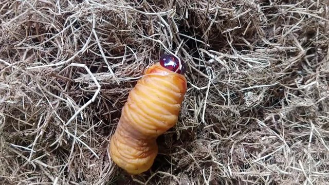 A chontacuro walking on straw