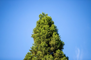 green tree on background of blue sky