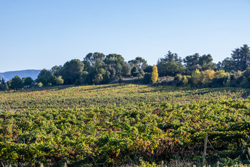 Fototapeta na wymiar Vigne aux couleurs d'automne aux environs de Carcassonne