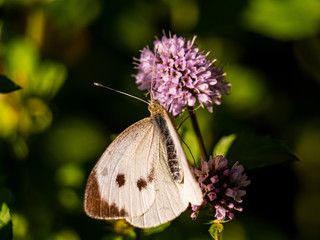 Schmetterling auf einer Blüte