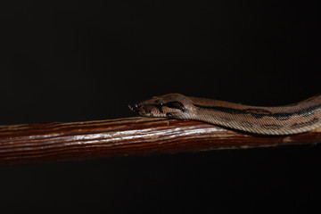 Royal Python, or Ball Python Python regius, studio
