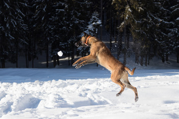 Belgian Malinois Dog Jump over the Snow Ball
