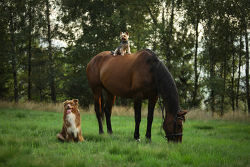 Fototapeta premium Dogs and a horse