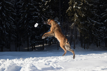 Belgian Malinois Dog playing in snow