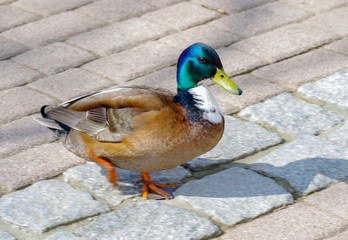Ente