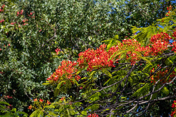 red flowers in garden