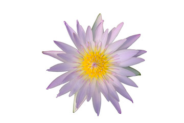 Purple "Hilary" lotus, Gaysorn color mine on a white background