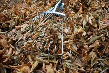 dry autumn leaves on the ground with garden rake