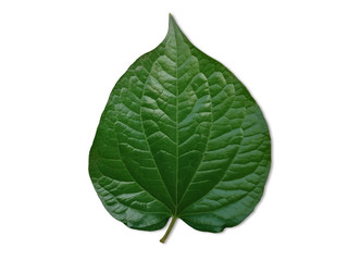  Wildbetal Leafbush or Scientific name (Piper sarmentosum), Isolated on white background. Vegetable leaf