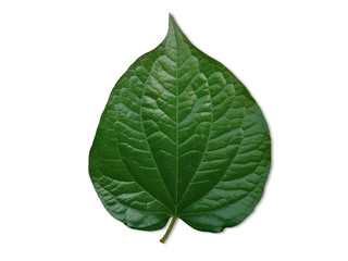 Obraz premium Wildbetal Leafbush or Scientific name (Piper sarmentosum), Isolated on white background. Vegetable leaf