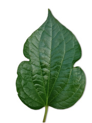  Wildbetal Leafbush or Scientific name (Piper sarmentosum), Isolated on white background. Vegetable leaf