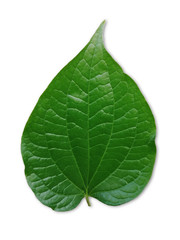 Fototapeta na wymiar Wildbetal Leafbush or Scientific name (Piper sarmentosum), Isolated on white background. Vegetable leaf