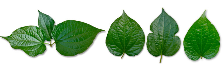 Obraz premium Collection of Wildbetal Leafbush or Scientific name (Piper sarmentosum), Isolated on white background. Vegetable leaf