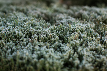 close up of frosted green bush