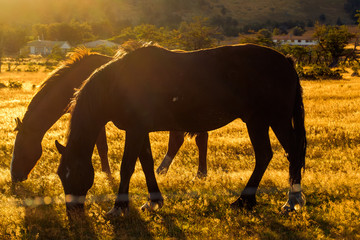 Two horses are grazing in a field that receives soft, golden light from the evening sun. They seem...