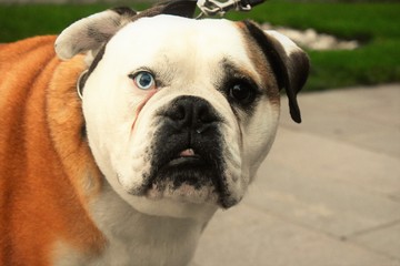 Portrait of an English bull dog