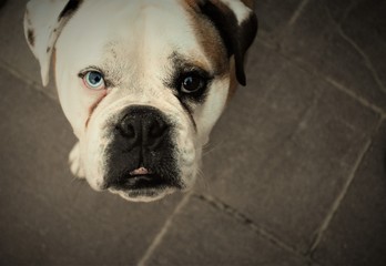 Portrait of an English bull dog