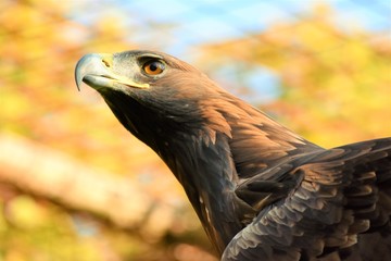 Obraz premium portrait of a stone eagle