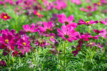 Pink cosmos flower and blurred background