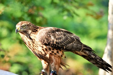 profile of a hawk