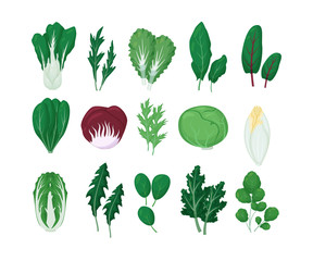 Green salad vegetables leaves set vector illustration isolated on white background. Natural lettuce leaf.