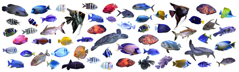 Collage of different tropical fishes on white background - obrazy, fototapety, plakaty