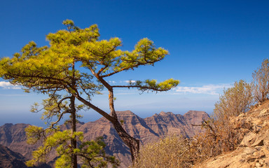 Obraz premium Gran Canaria, November