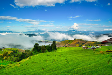 Terraced rice field in Mu Cang Chai, Vietnam