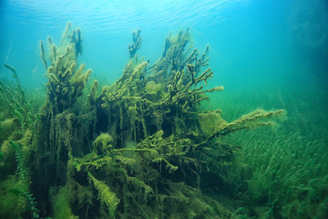 submerged trees flooded underwater / lake fresh jungle water ecology beautiful landscape