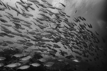 black white fish group / underwater nature poster design