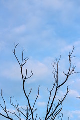 dead tree on blue sky