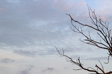 tree in the sky