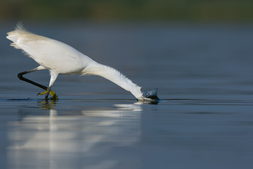 Little egret in the lake fishing bird.