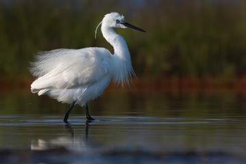 Naklejka premium Little egret in the lake fishing bird.