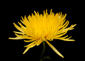 yellow star chrysanthemum