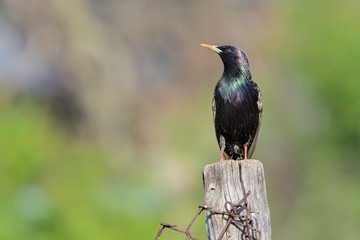 bird