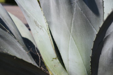 detail of cactus plant