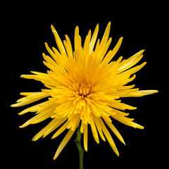 yellow star chrysanthemum