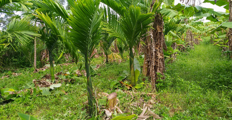 Areca Trees in the field, plantation, trees and background sky