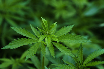 Naklejka na ściany i meble A branch of hemp bush close-up. Shrub young hemp on a bright summer day. Cannabis is a standoff between a drug and a medicine. Plant addictive