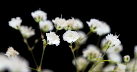 baby breath isolated