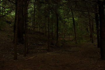 Fototapeta premium forest