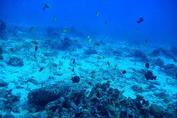 Obraz na płótnie Canvas coral reef underwater / lagoon with corals, underwater landscape, snorkeling trip